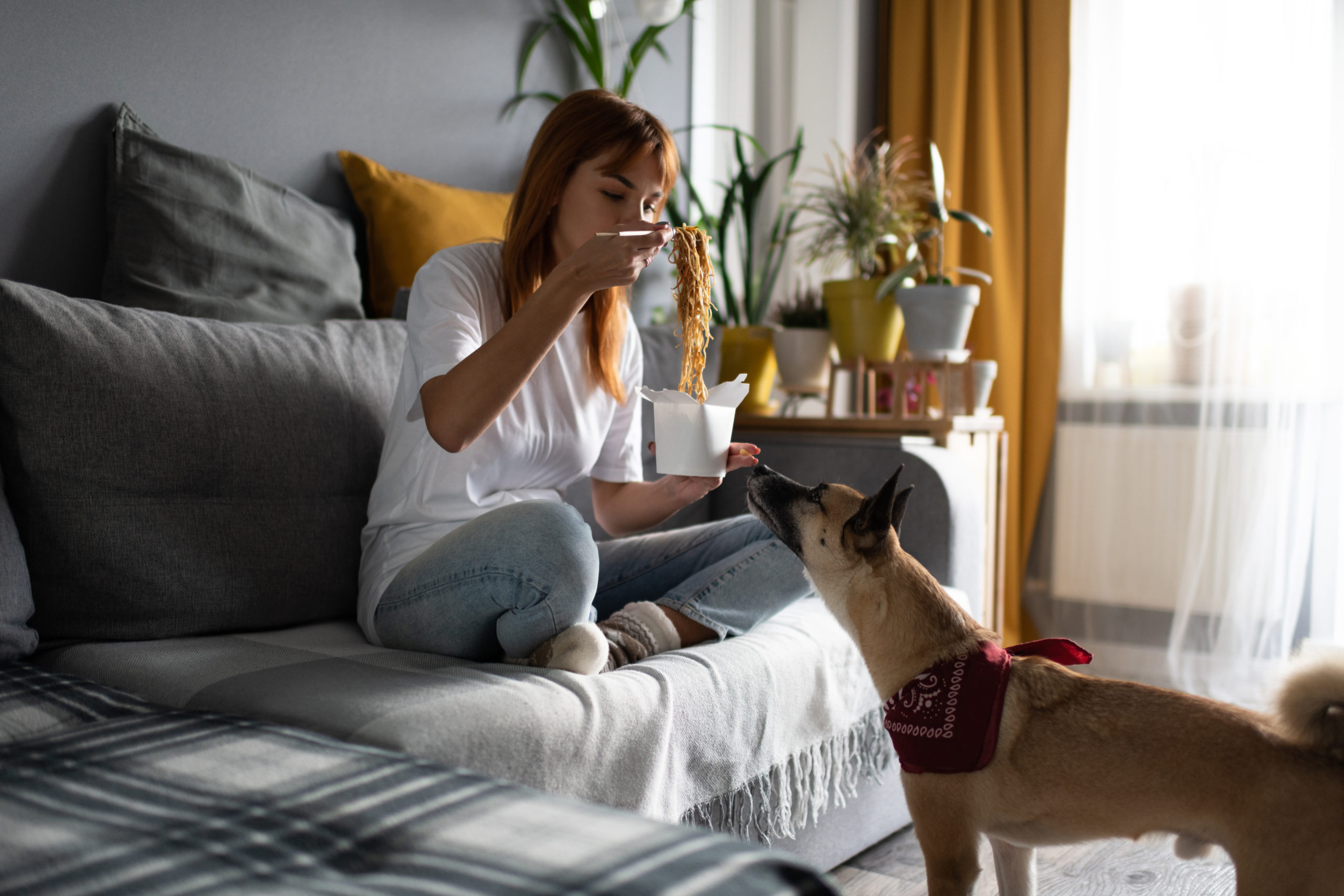 Dog sniffing Chinese food near owner